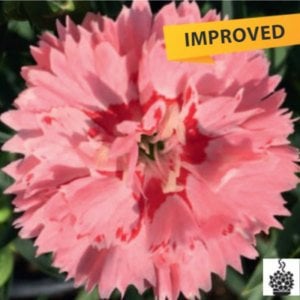 Kokulu Salmon Eye karanfil fidesi dianthus sweet pleasure