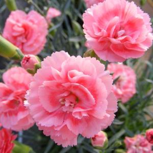 Kokulu Salmon Eye karanfil fidesi dianthus sweet pleasure