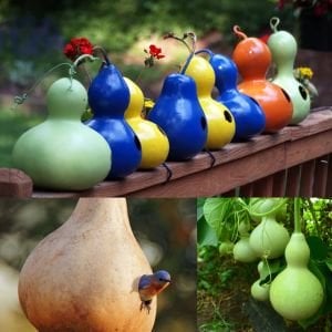 Kuşevi sukabağı tohumu kuş evi yapımında kullanılan