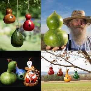 Kuşevi sukabağı tohumu kuş evi yapımında kullanılan