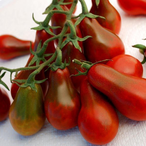 Siyah armut domates tohumu chocolate pear tomato geleneksel