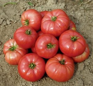 Dev ponderosa pembe domates tohumu ince kabuklu ponderosa pink beefsteak heirloom tomato