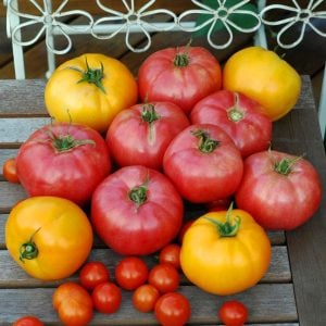 Dev ponderosa pembe domates tohumu ince kabuklu ponderosa pink beefsteak heirloom tomato