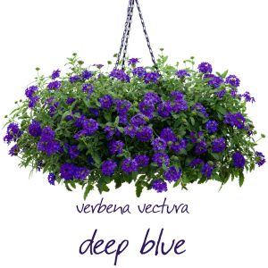Koyu mavi sarkan mine çiçeği fidesi verbena vectura