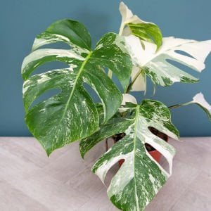Albo variegata devetabanı bitkisi monstera deliciosa 40cm