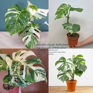 Albo variegata devetabanı bitkisi monstera deliciosa 40cm