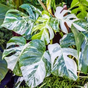 Albo variegata devetabanı bitkisi monstera deliciosa 40cm