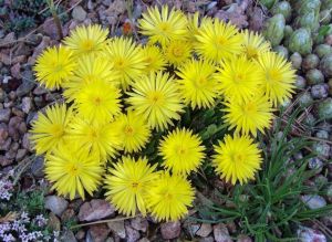 Bergeranthus jamesii tohumu