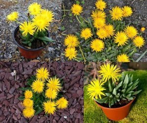 Bergeranthus jamesii tohumu