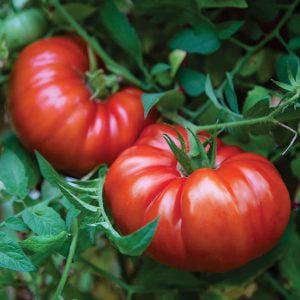 Dev ponderosa kırmızı domates tohumu ince kabuklu ponderosa red beefsteak heirloom tomato