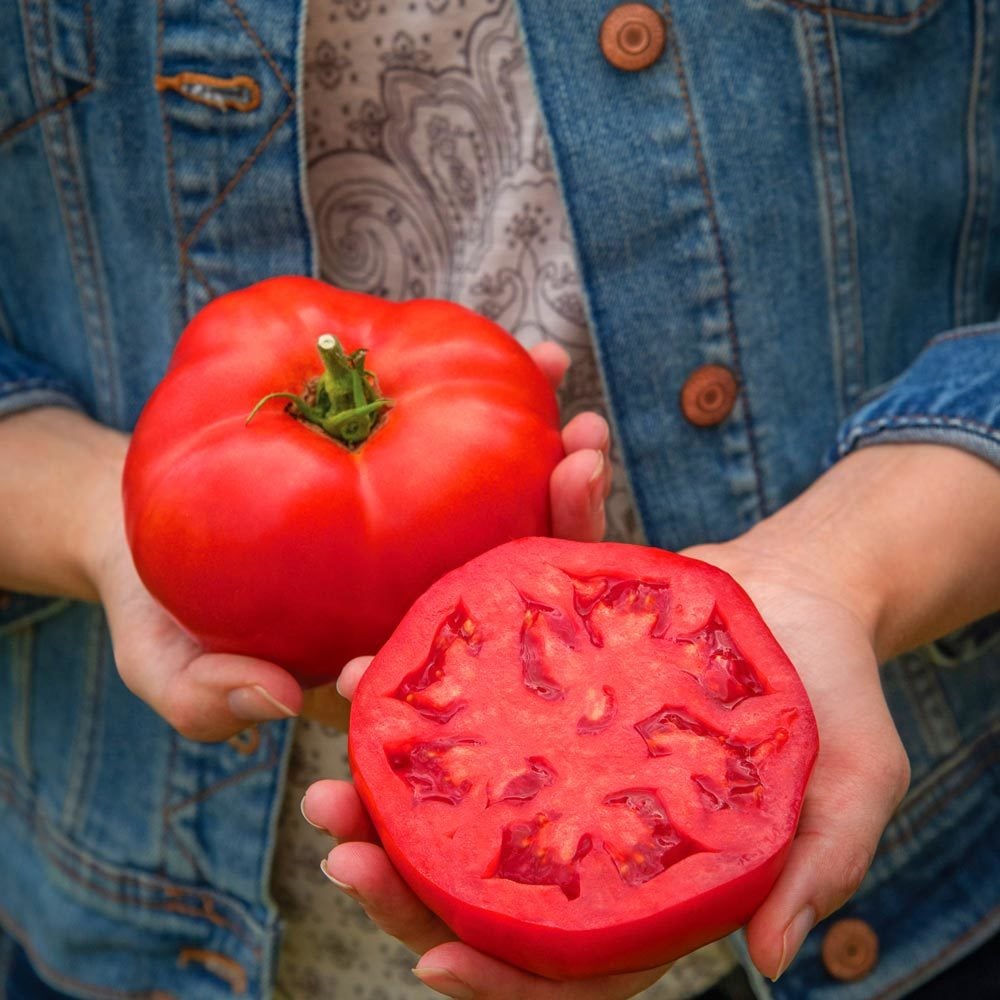 Dev ponderosa kırmızı domates tohumu ince kabuklu ponderosa red beefsteak heirloom tomato