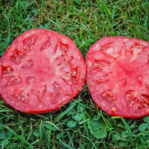 Dev ponderosa kırmızı domates tohumu ince kabuklu ponderosa red beefsteak heirloom tomato