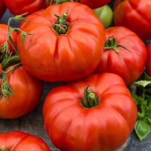 Dev ponderosa kırmızı domates tohumu ince kabuklu ponderosa red beefsteak heirloom tomato