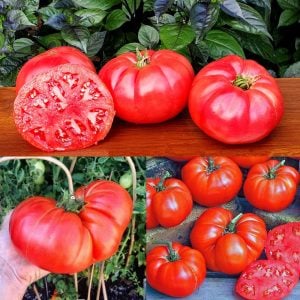 Dev ponderosa kırmızı domates tohumu ince kabuklu ponderosa red beefsteak heirloom tomato