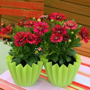 Katlı kırmızı bodrum papatyası fidesi ithal osteospermum double red