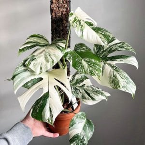 Albo variegata devetabanı bitkisi monstera deliciosa 40cm