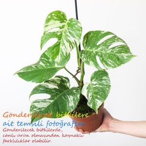 Albo variegata devetabanı bitkisi monstera deliciosa 40cm