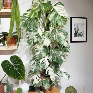 Albo variegata devetabanı bitkisi monstera deliciosa 40cm