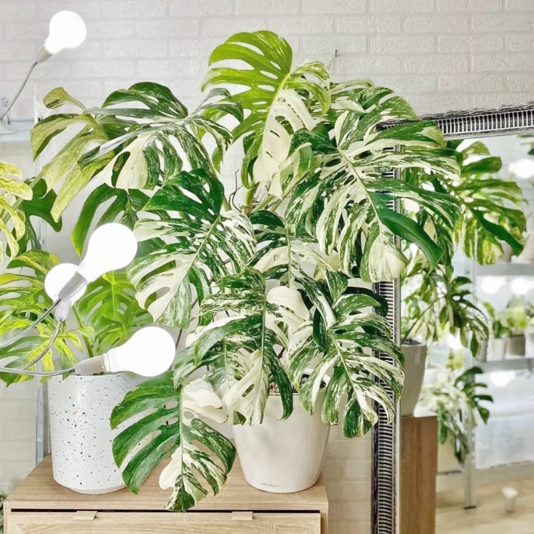Albo variegata devetabanı bitkisi monstera deliciosa 40cm