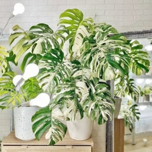 Albo variegata devetabanı bitkisi monstera deliciosa 40cm