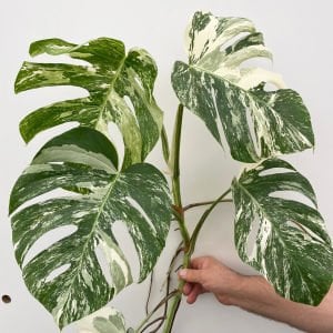 Albo variegata devetabanı bitkisi monstera deliciosa 40cm