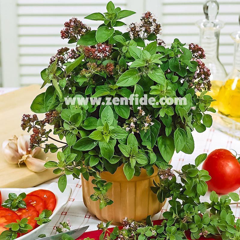 Yerli mercanköşk fidesi saksılık origanum vulgare 7 cm saksıda