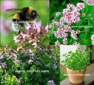 Yerli mercanköşk fidesi saksılık origanum vulgare 7 cm saksıda