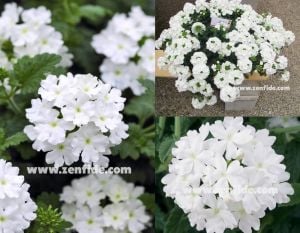 Beyaz sarkan mine çiçeği fidesi verbena samira white