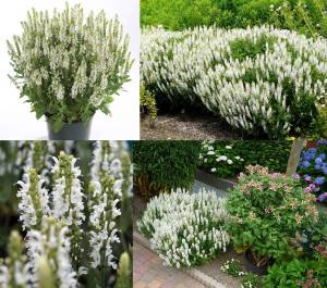 Beyaz salvia nemorosa fidesi süs adaçayı merleau white