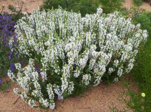 Beyaz salvia nemorosa fidesi süs adaçayı merleau white