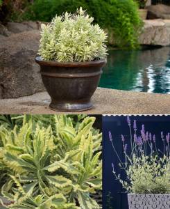Meerlo lavanta fidesi çift renk yapraklı lavandula x allardii