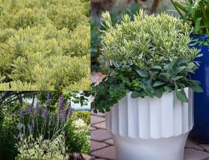 Meerlo lavanta fidesi çift renk yapraklı lavandula x allardii