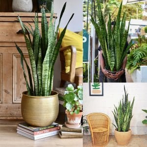 Paşa Kılıcı bitkisi Sansevieria zeylanica