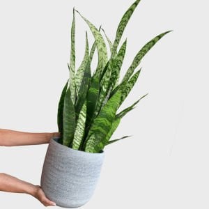 Paşa Kılıcı bitkisi Sansevieria zeylanica