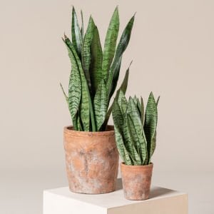 Paşa Kılıcı bitkisi Sansevieria zeylanica