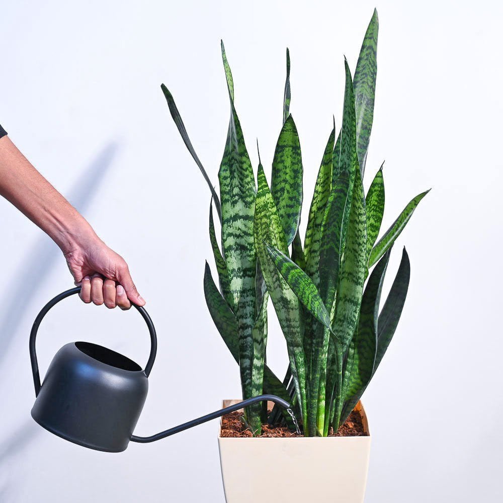 Paşa Kılıcı bitkisi Sansevieria zeylanica