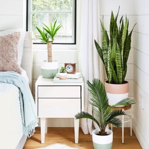 Paşa Kılıcı bitkisi Sansevieria zeylanica