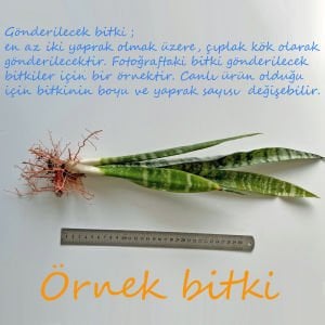 Paşa Kılıcı bitkisi Sansevieria zeylanica