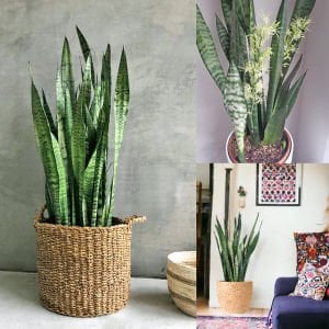 Paşa Kılıcı bitkisi Sansevieria zeylanica