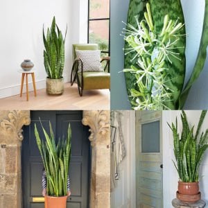 Paşa Kılıcı bitkisi Sansevieria zeylanica