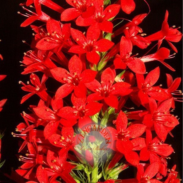 Kırmızı ipomopsis rubra tohumu yıldız çadırı çiçeği