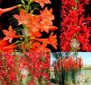 Kırmızı ipomopsis rubra tohumu yıldız çadırı çiçeği