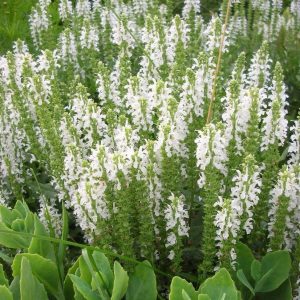 Beyaz salvia nemorosa fidesi süs adaçayı merleau white