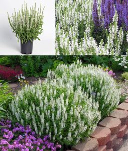 Beyaz salvia nemorosa fidesi süs adaçayı merleau white
