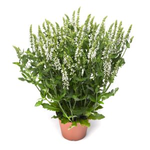 Beyaz salvia nemorosa fidesi süs adaçayı merleau white