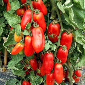 San marzano domatesi tohumu Oturak tip Atalık İtalyan domatesi
