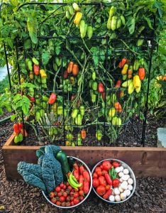 San marzano domatesi tohumu geleneksel italyan