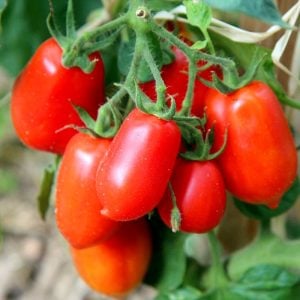 San marzano domatesi tohumu geleneksel italyan