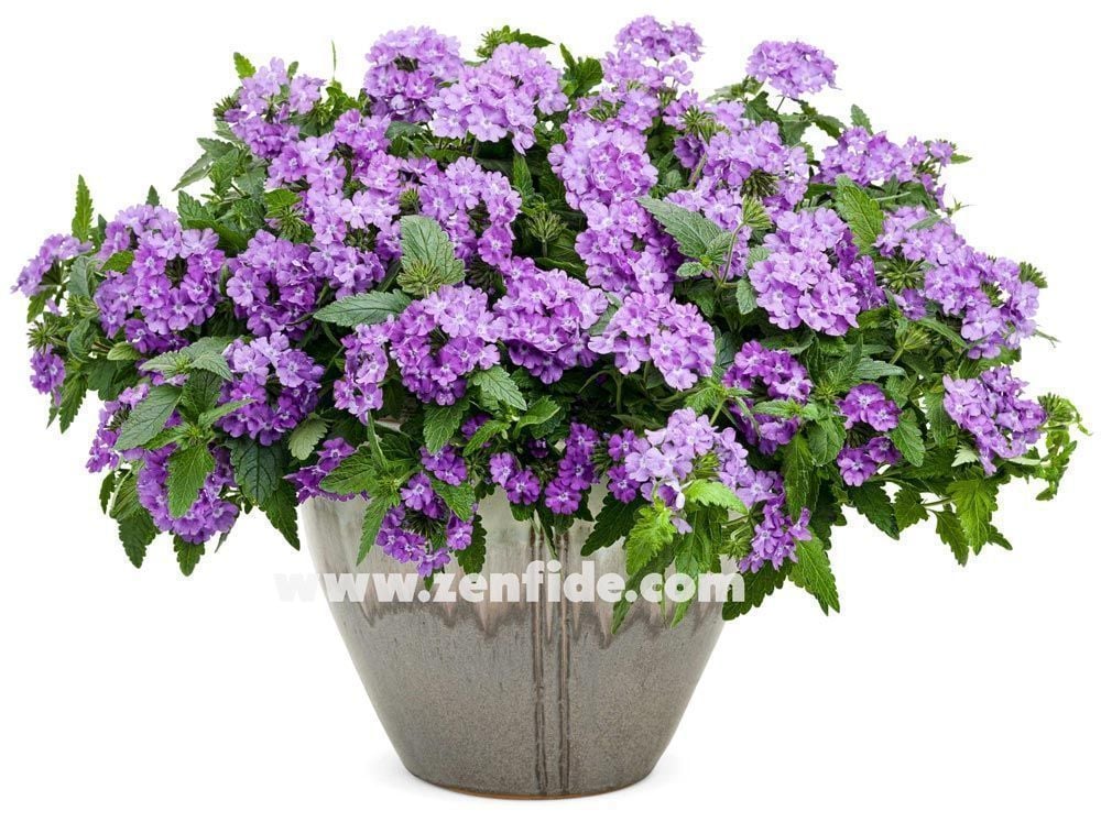 Lavanta sarkan yer minesi çiçeği fidesi verbena samira lavender