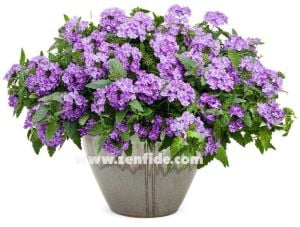 Lavanta sarkan yer minesi çiçeği fidesi verbena samira lavender